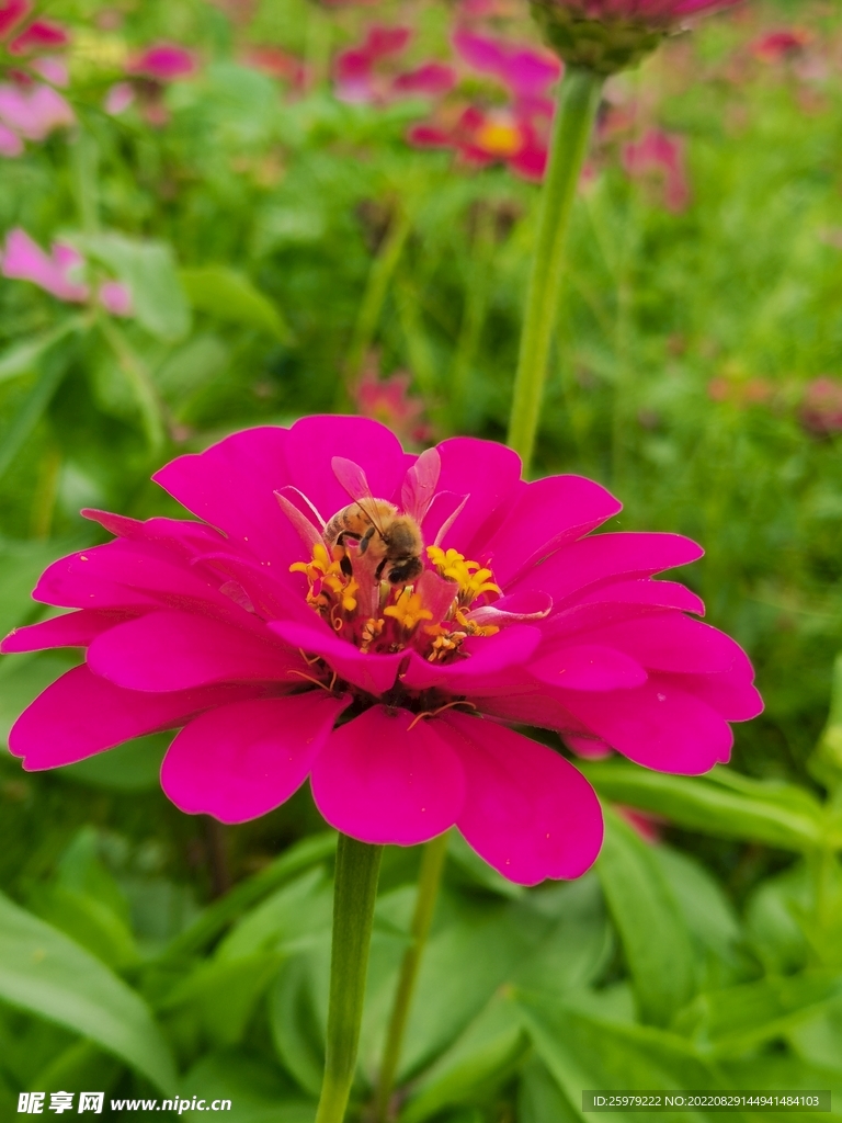 蜜蜂采花蜜