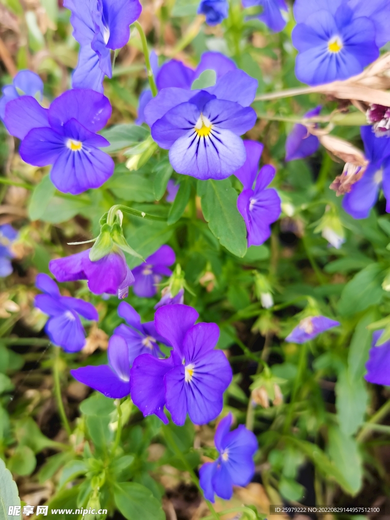 蓝紫花
