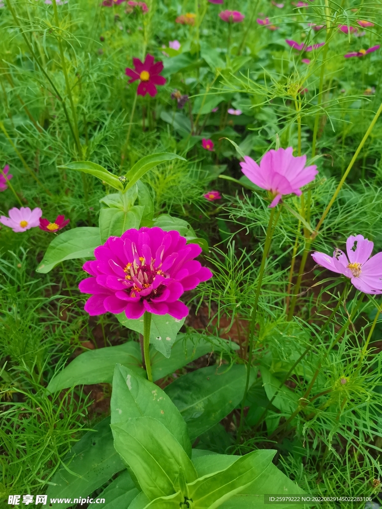花儿