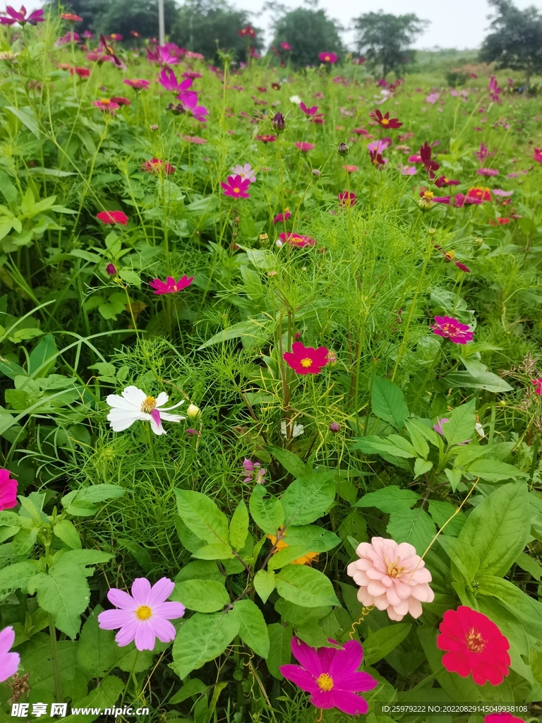 花海