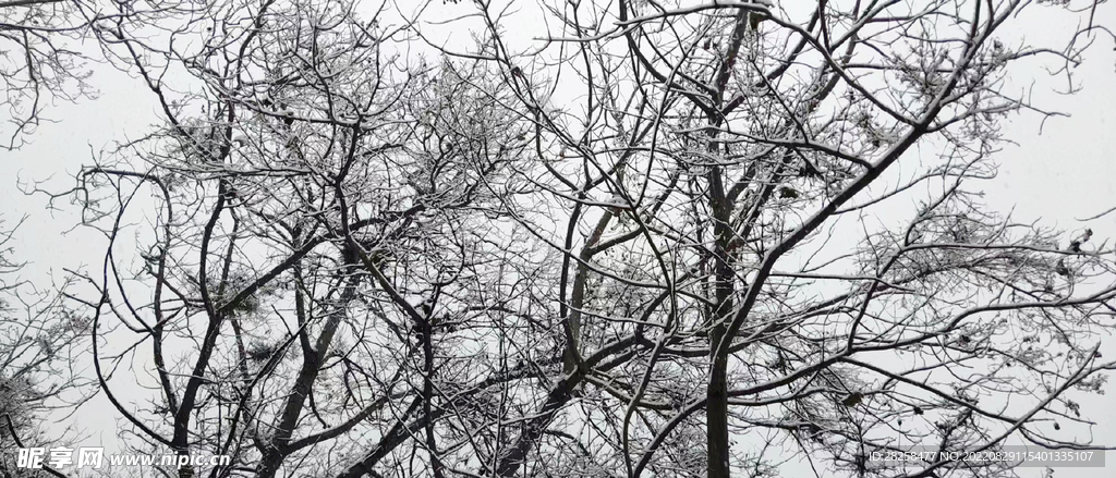 冬天树枝雪景