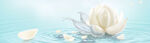 花朵小清新海报背景