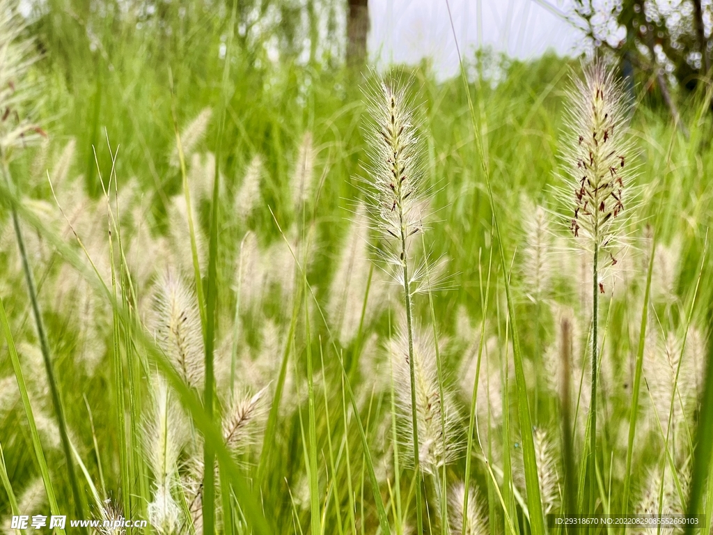 青草