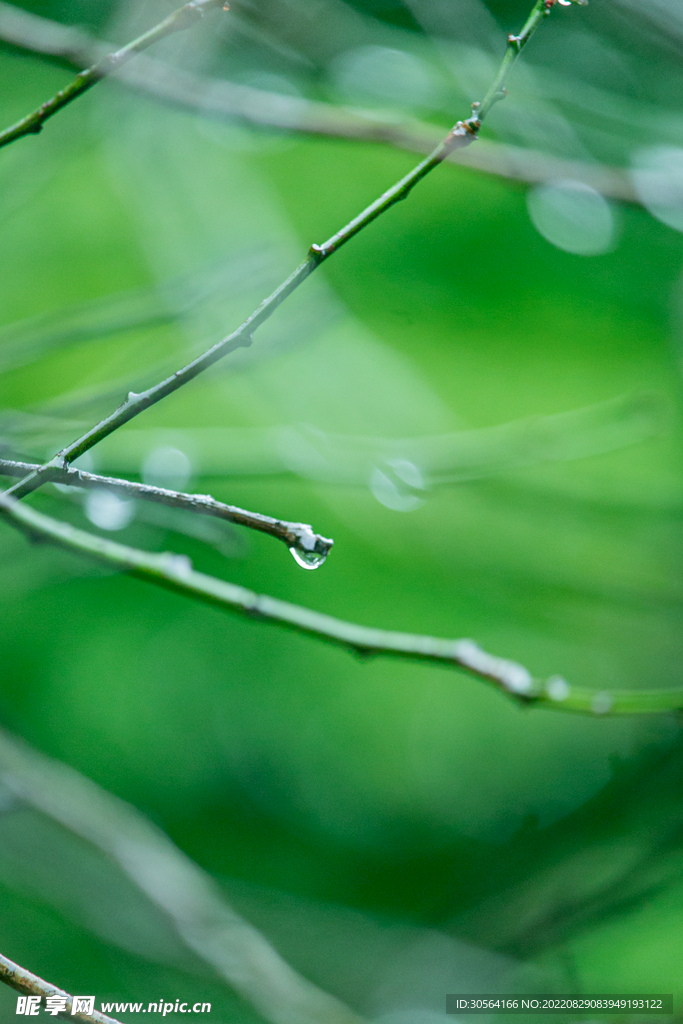 树枝水滴