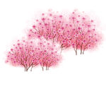 樱花  