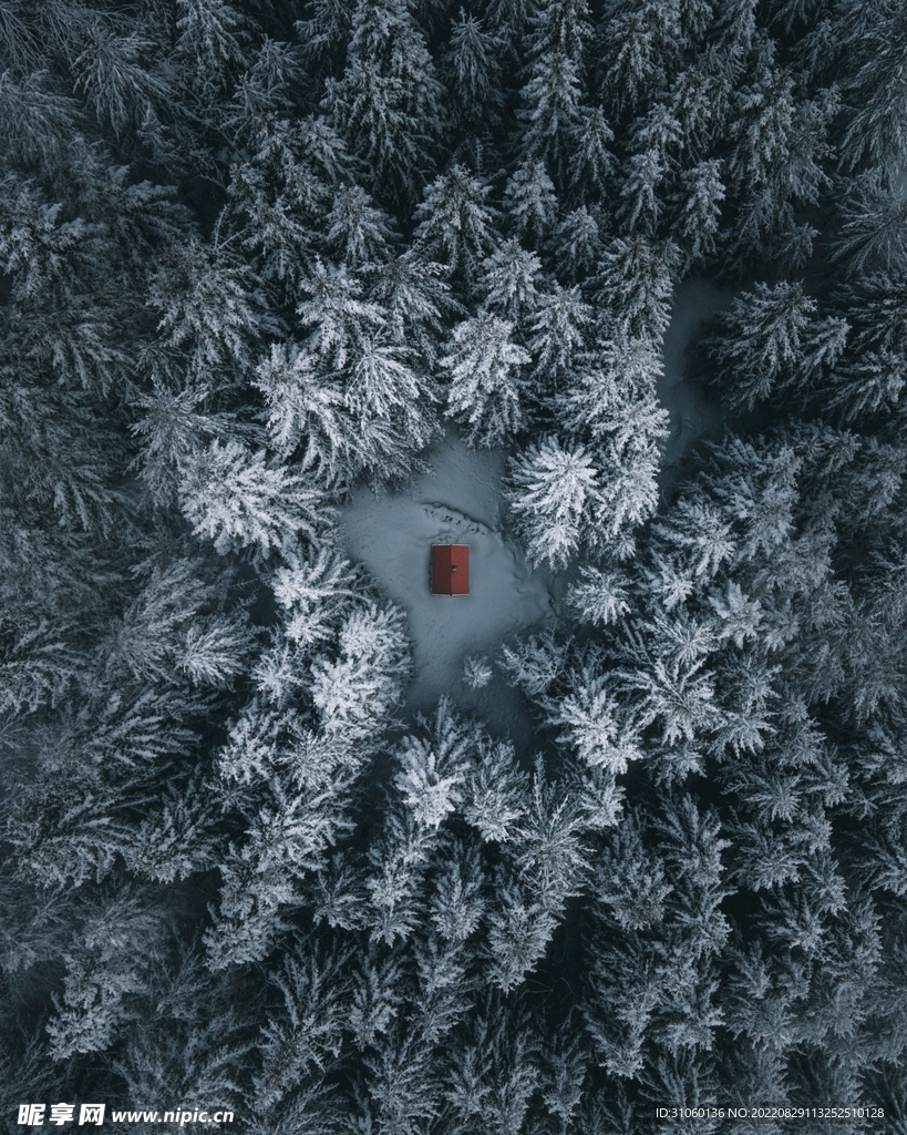 森林