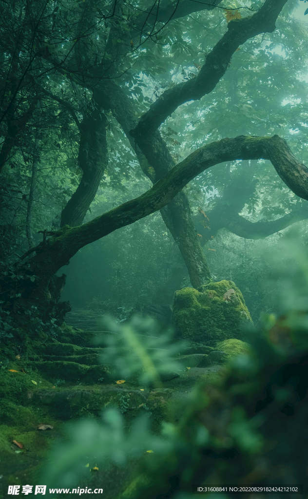 森林之景 