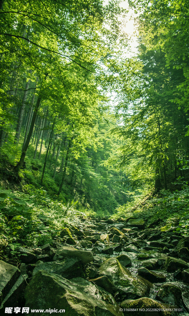 森林乱石美景