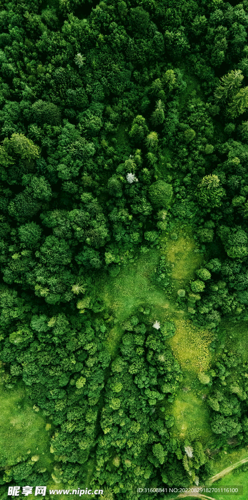 航拍林景