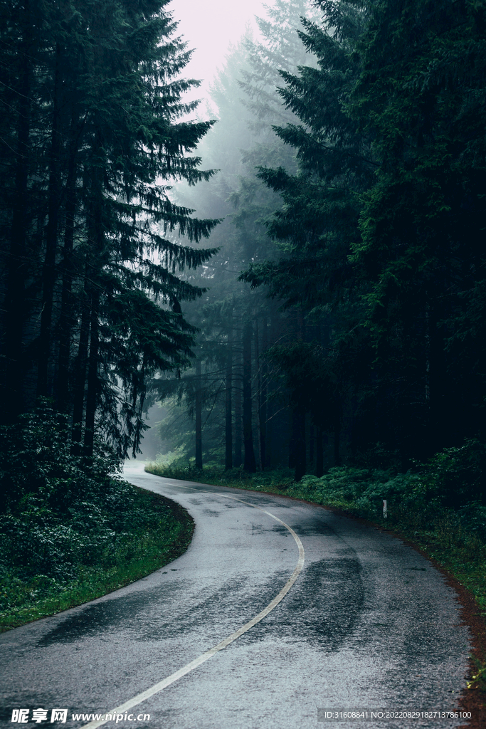 林间道路景