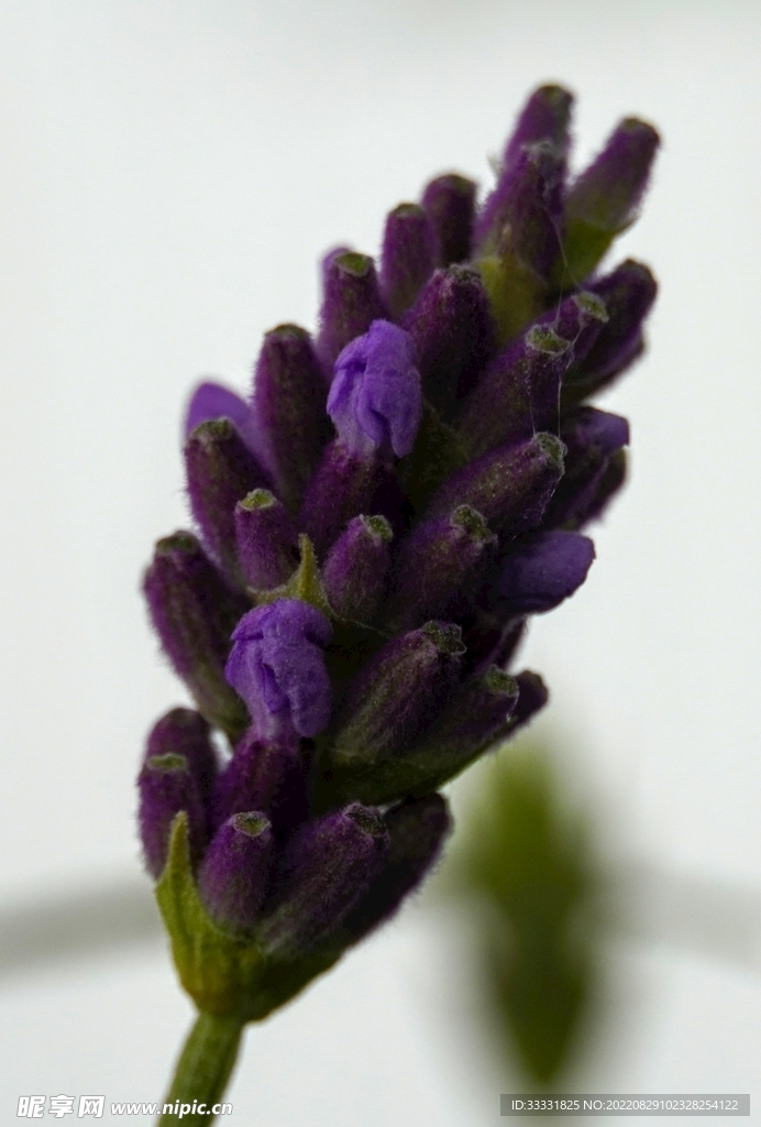 薰衣草