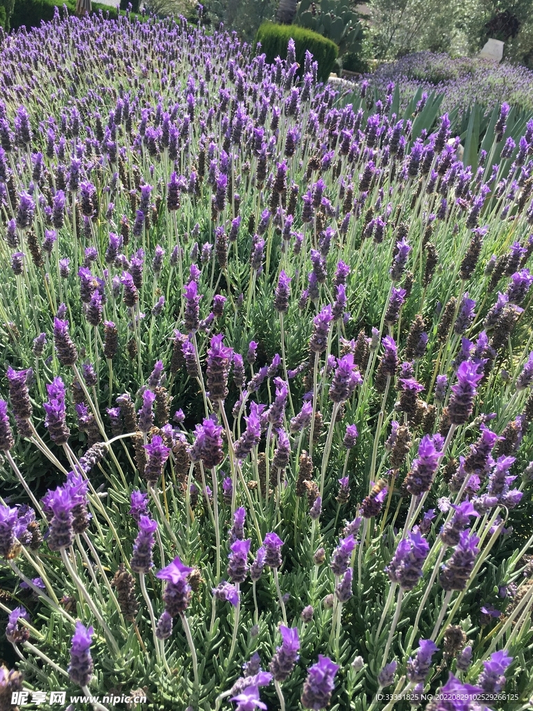 薰衣草