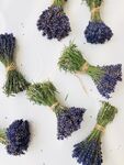 薰衣草