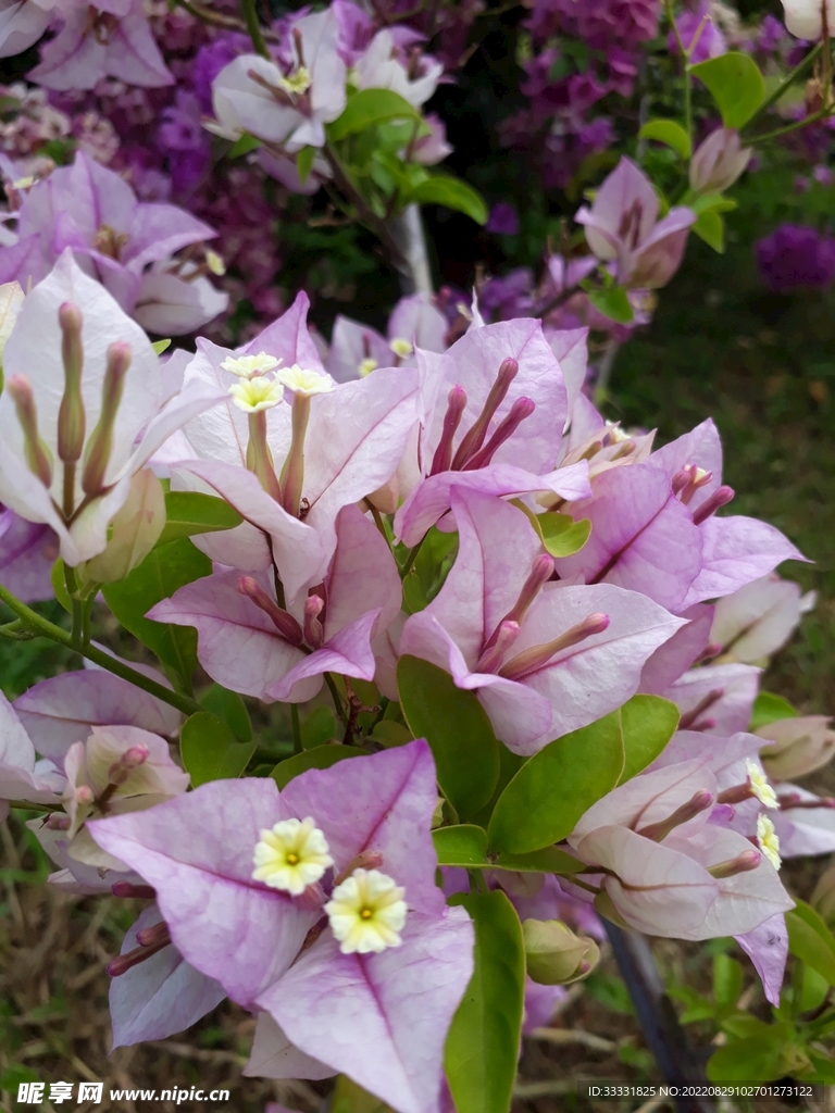 薰衣草