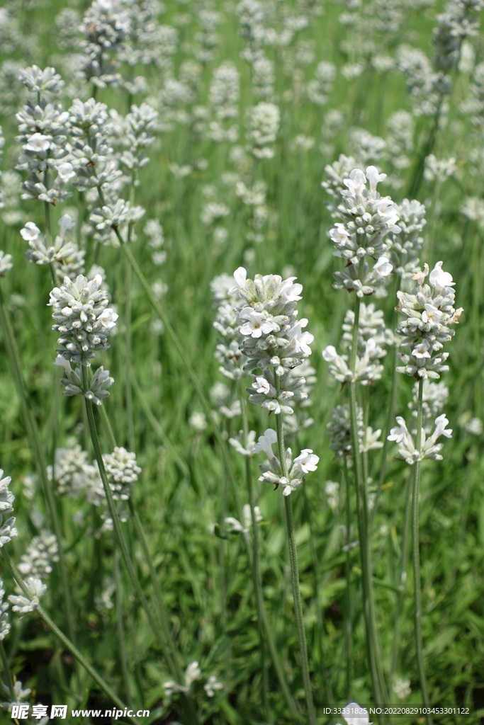 薰衣草