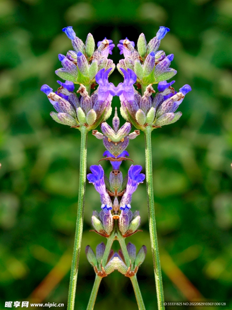 薰衣草