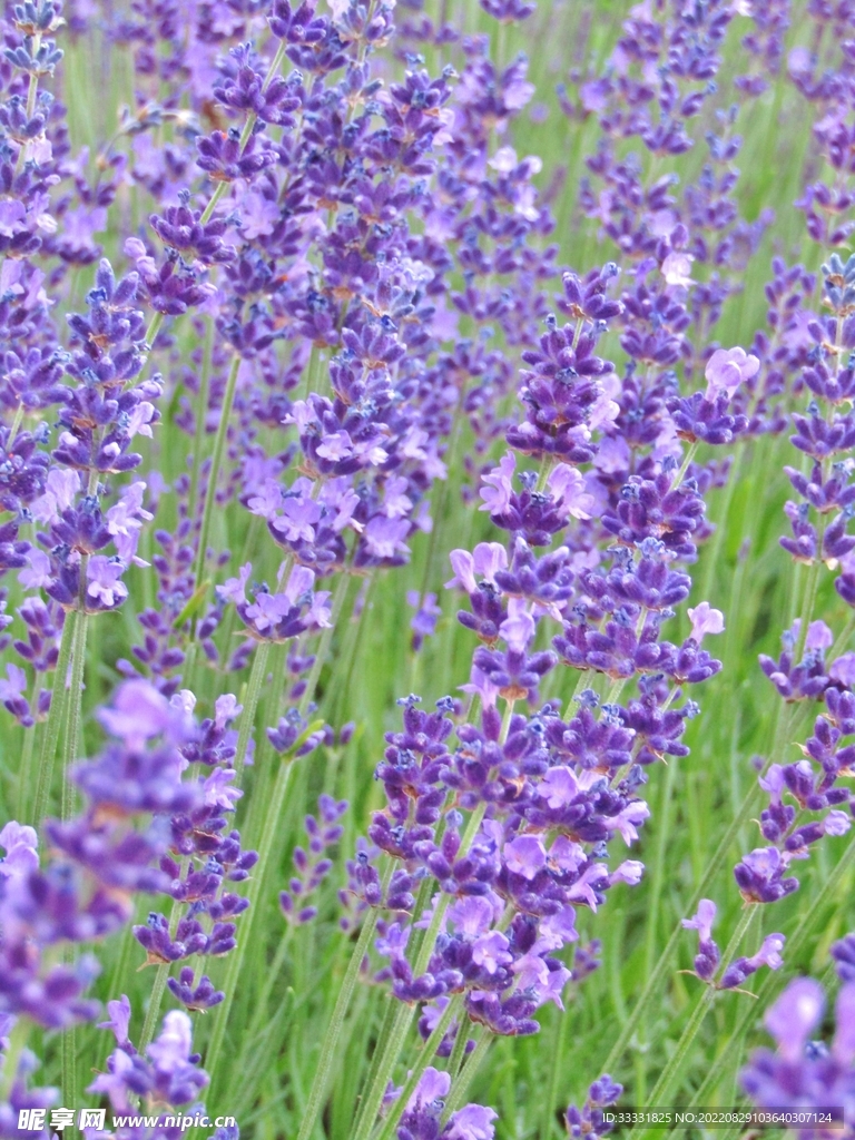 薰衣草
