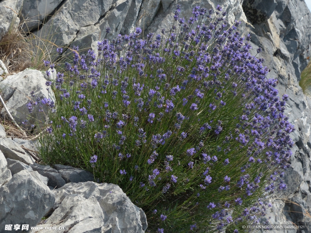 薰衣草