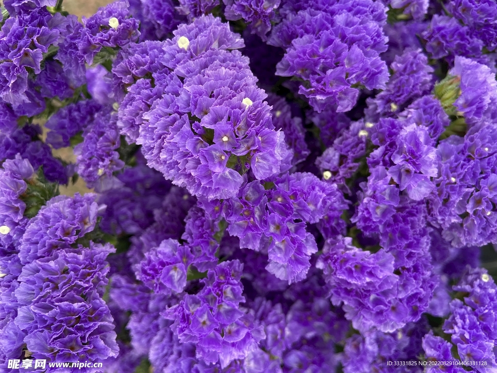薰衣草