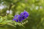 薰衣草