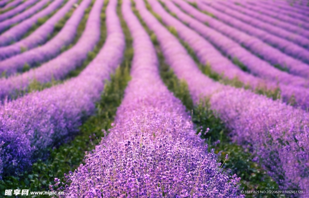 薰衣草
