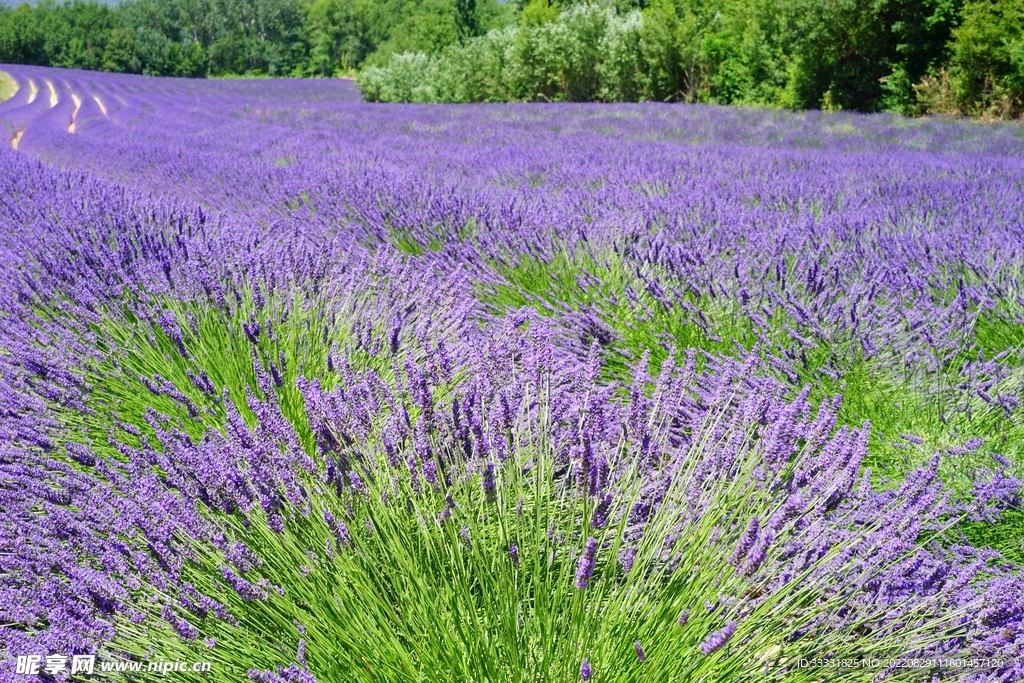 薰衣草