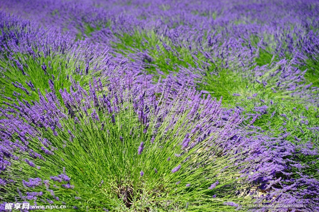 薰衣草