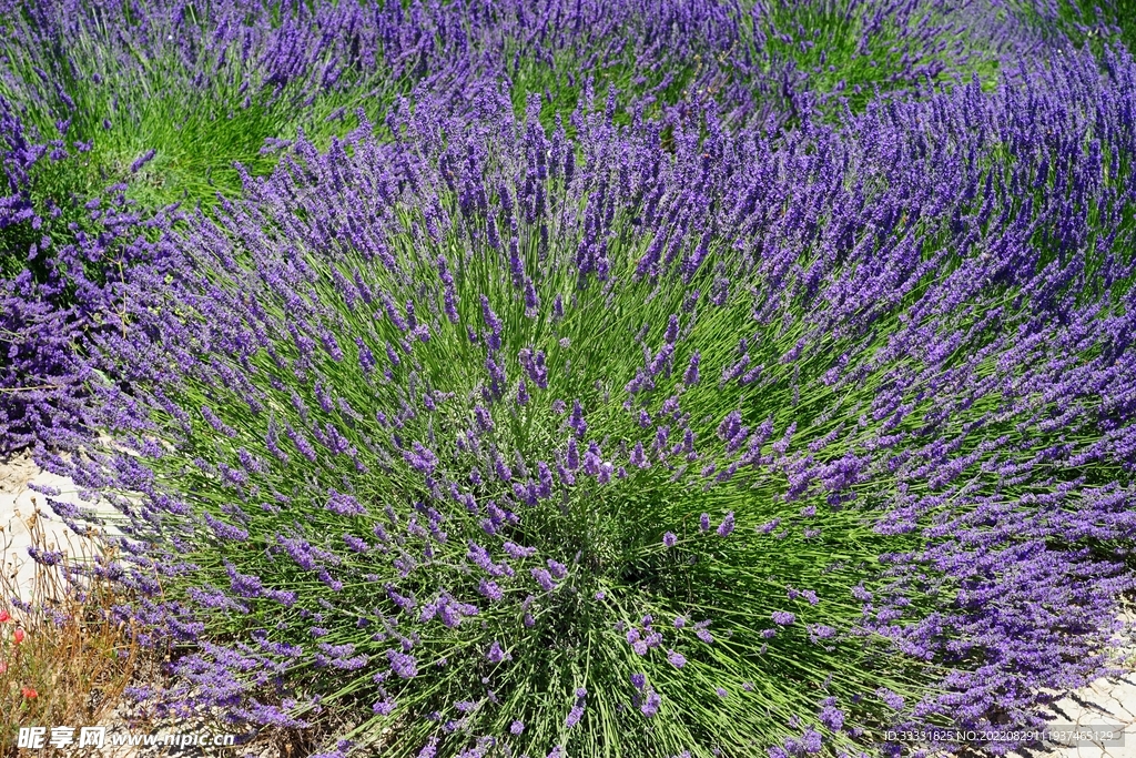 薰衣草