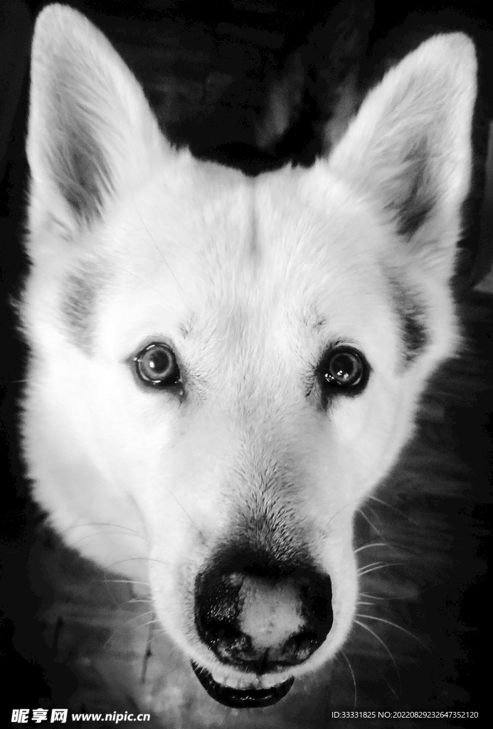 狗