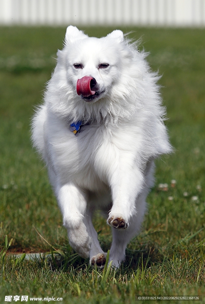 狗