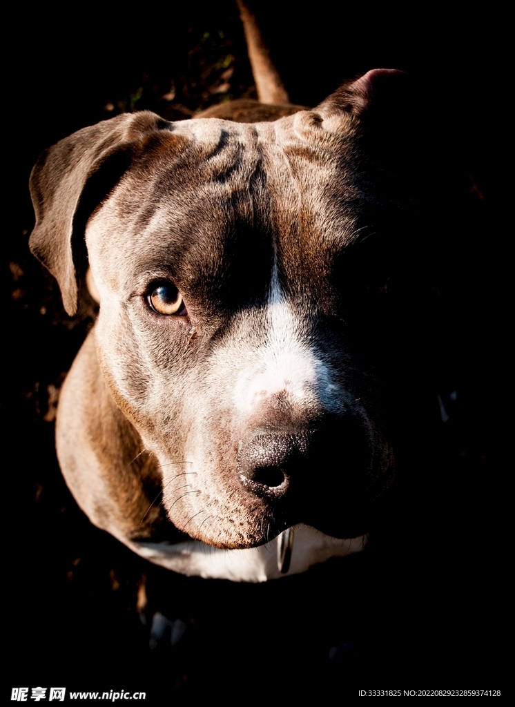 狗