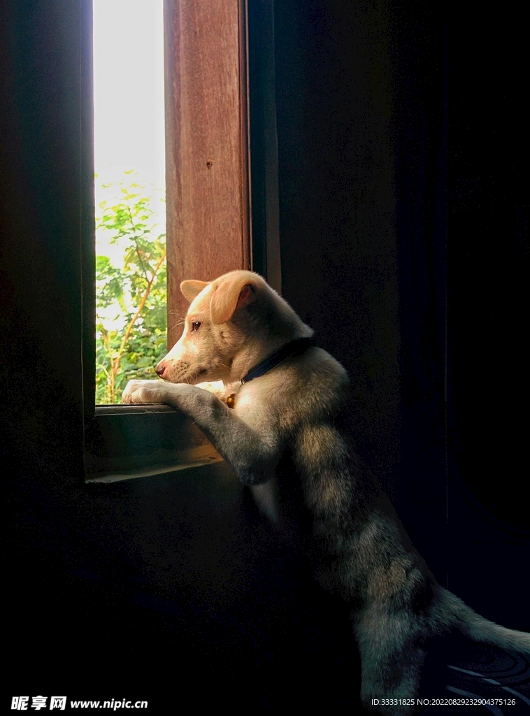狗