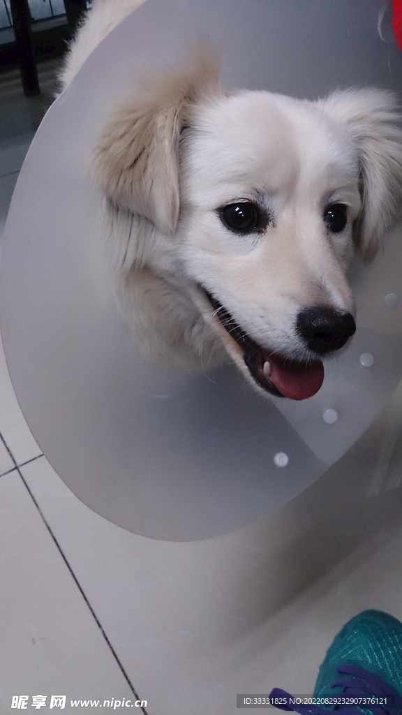 狗