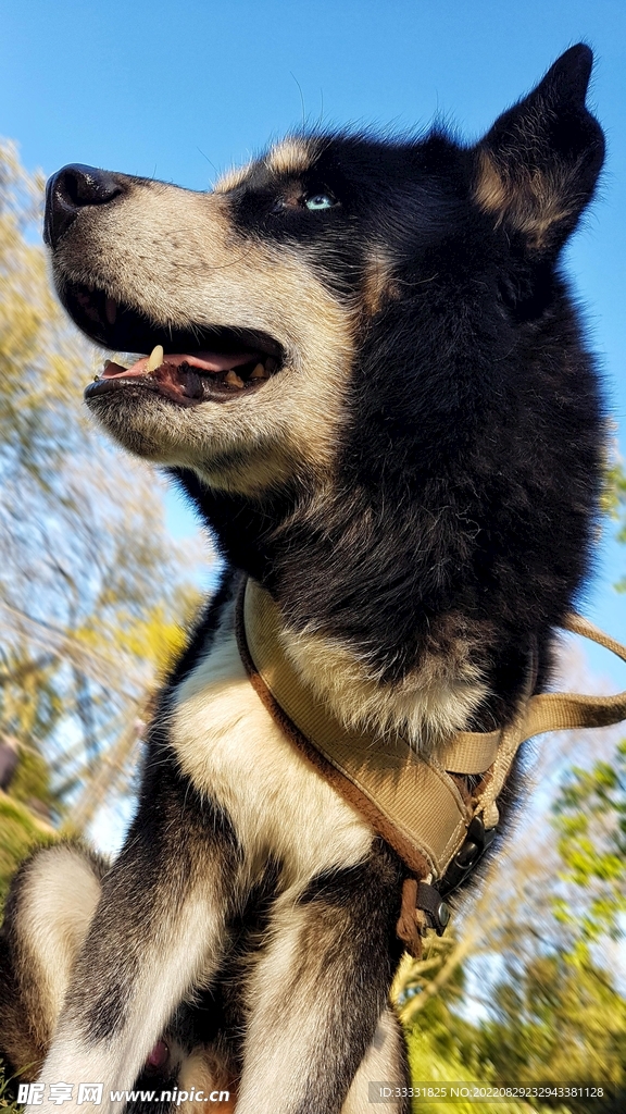 狗