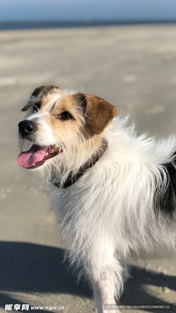 狗