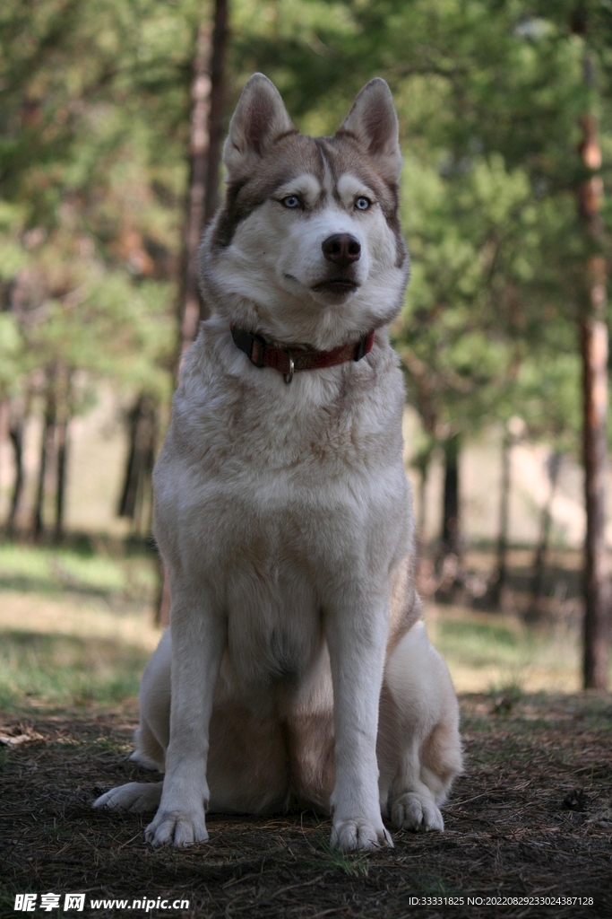 狗