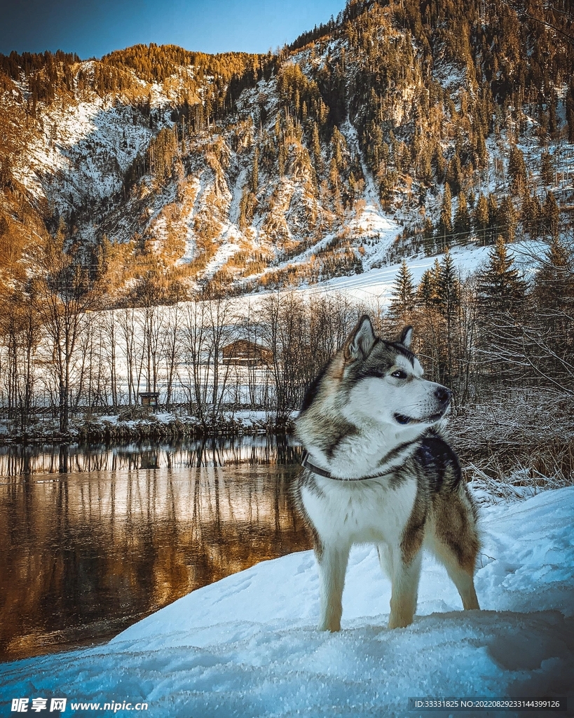 狗