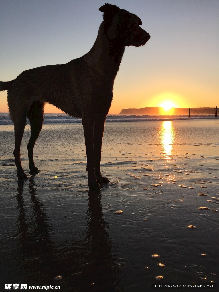 狗