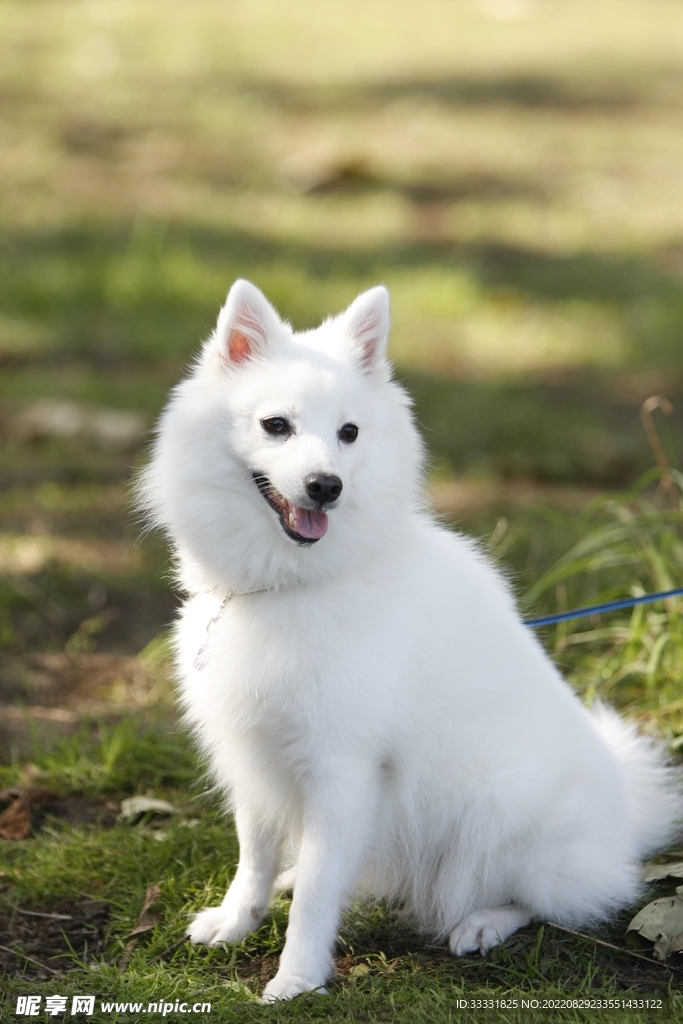 狗