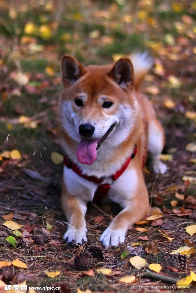 狗