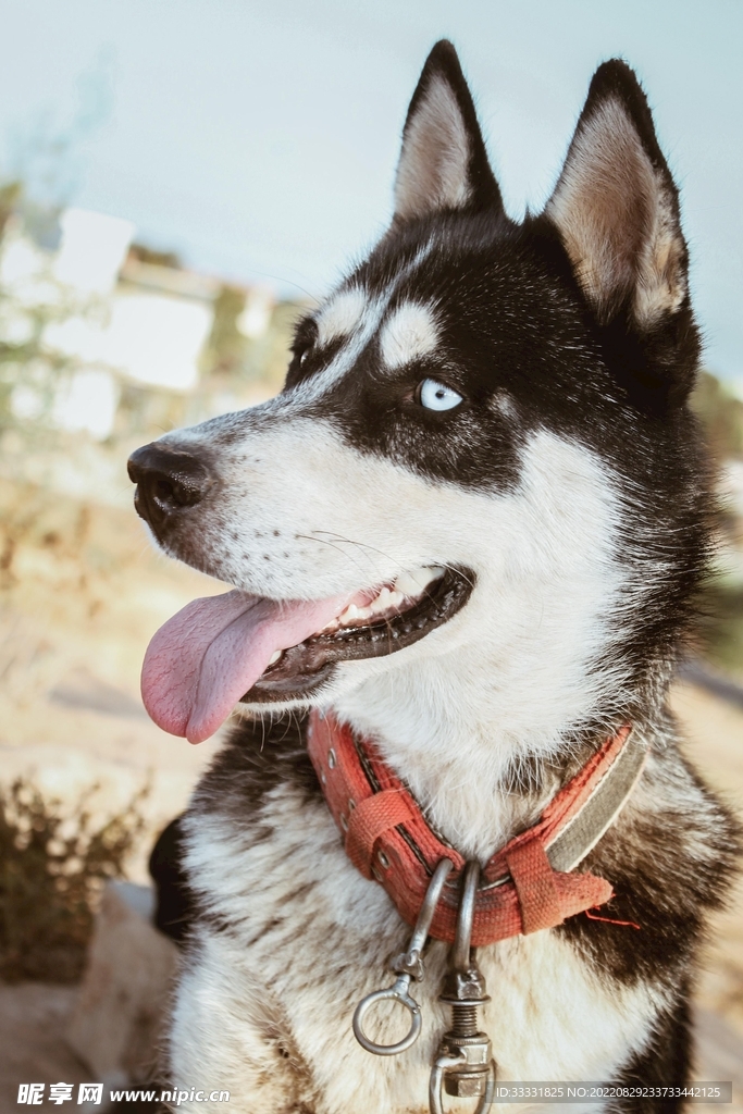 狗