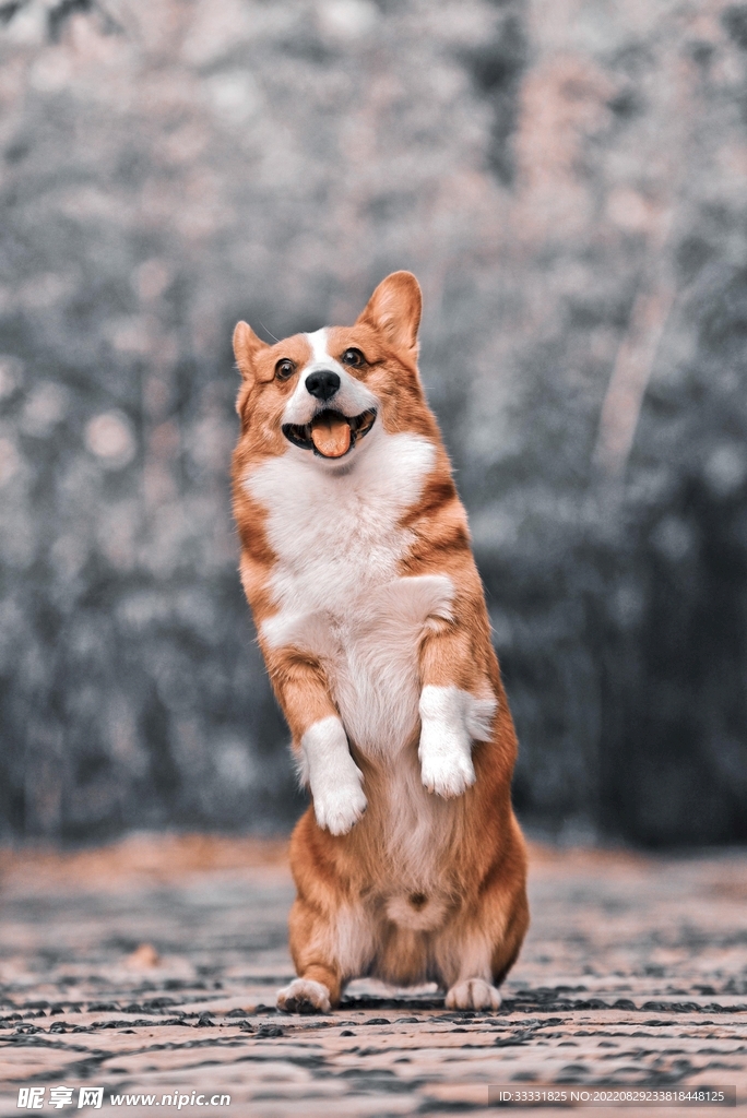 狗