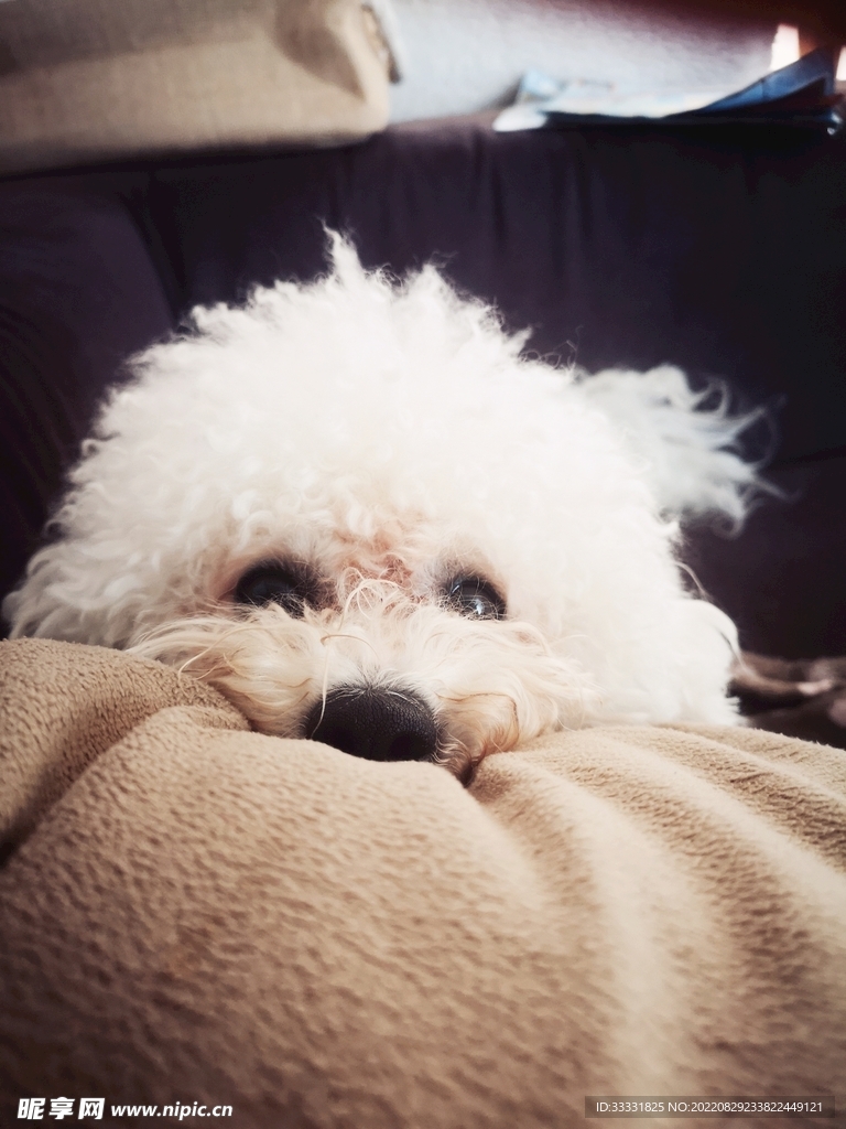 狗