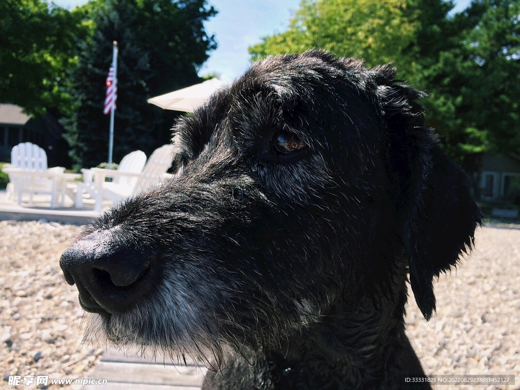 狗
