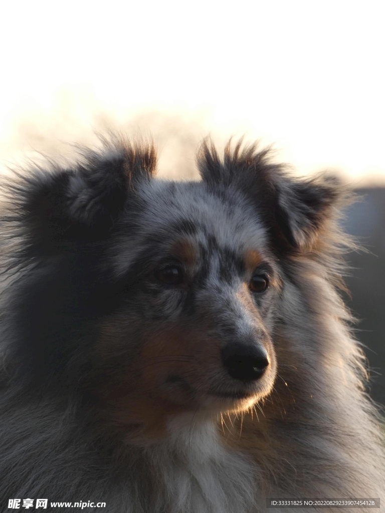 狗