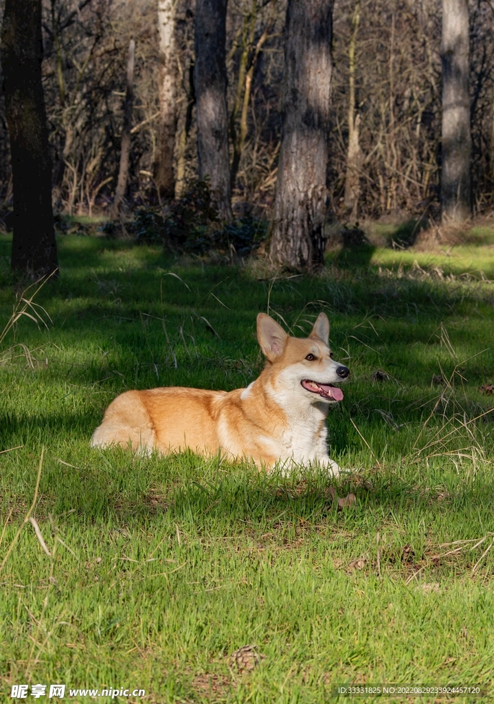 狗