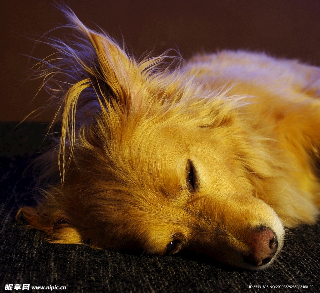 狗
