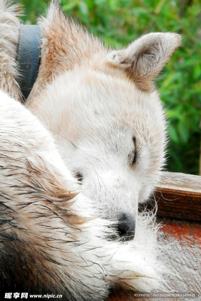 狗