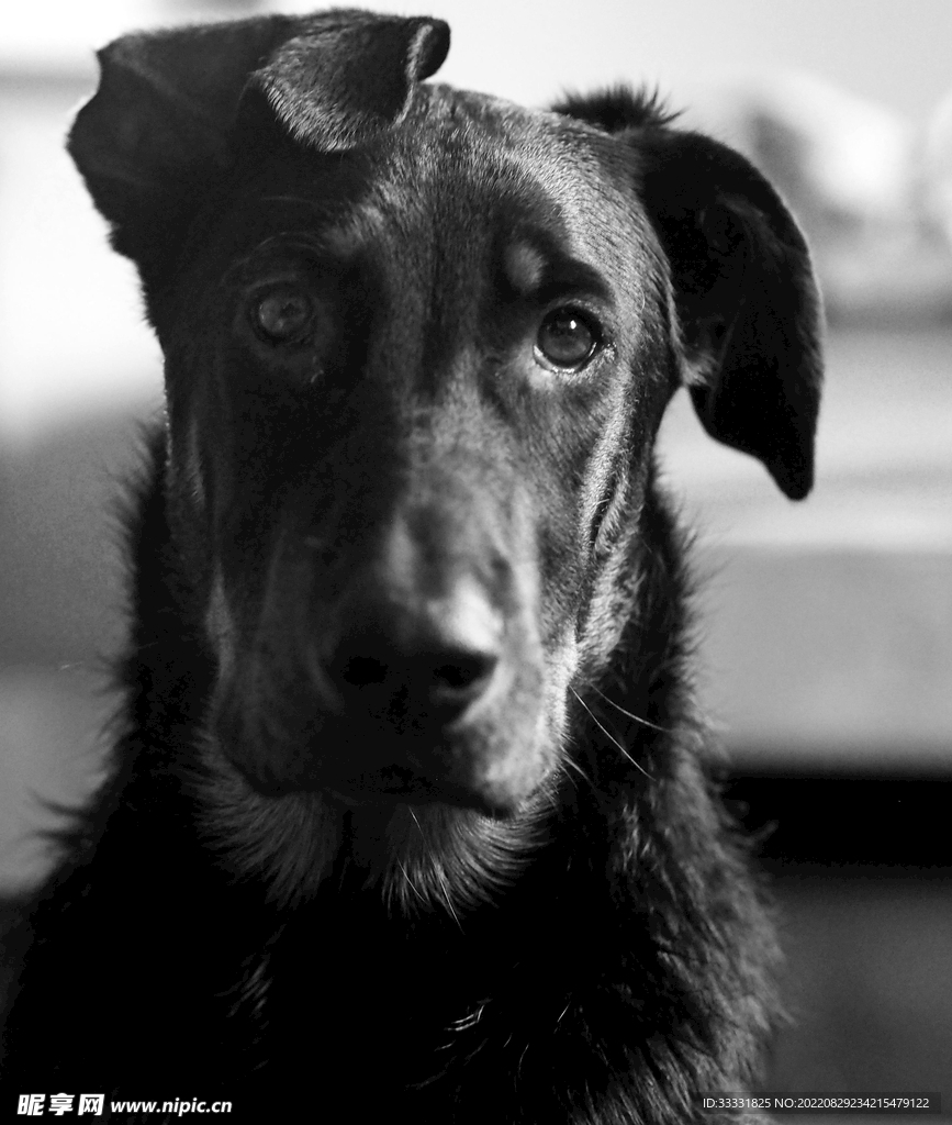 狗
