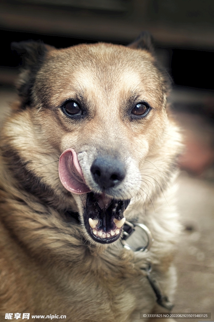 狗